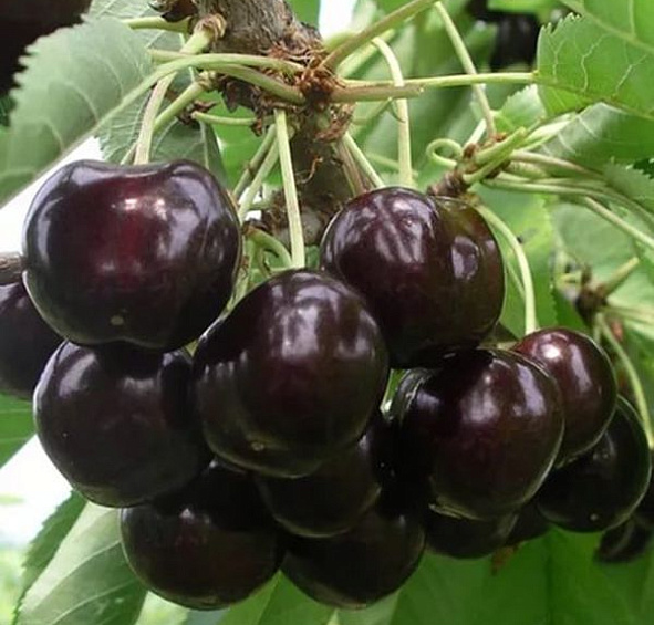 Черешня 'Ипуть'